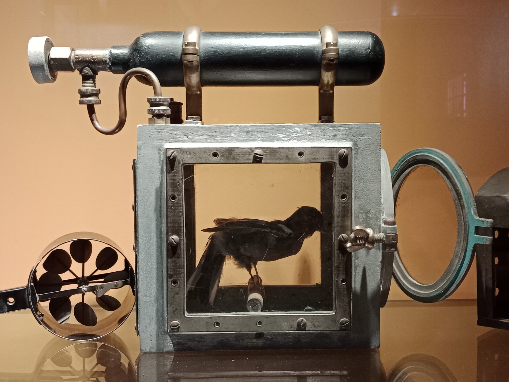 Canary cage